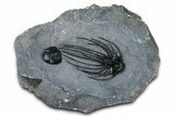 Rare, Spiny Heliopeltis Trilobite - Top Quality Example #368567-3